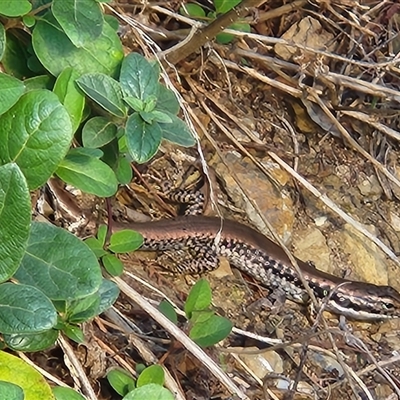 Eulamprus heatwolei (Yellow-bellied Water Skink) at Queanbeyan East, NSW - 25 Aug 2025 by NathanaelC