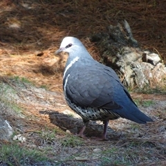 Leucosarcia melanoleuca (Wonga Pigeon) at Uriarra Village, ACT - 25 Aug 2025 by Numbat