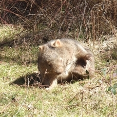 Vombatus ursinus (Bare-nosed Wombat, Common wombat) at Strathnairn, ACT - 25 Aug 2025 by Numbat