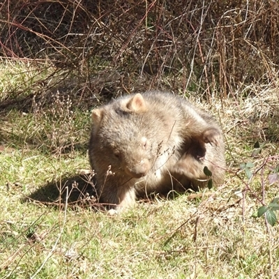Vombatus ursinus (Bare-nosed Wombat, Common wombat) at Strathnairn, ACT - 25 Aug 2025 by Numbat