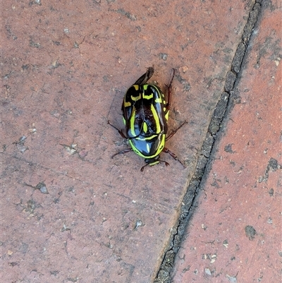 Eupoecila australasiae (Fiddler Beetle) at Ainslie, ACT - 23 Dec 2024 by Ad