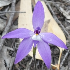 Glossodia major (Wax Lip Orchid) at Ballyroe, NSW - 10 Oct 2018 by TwoRivers