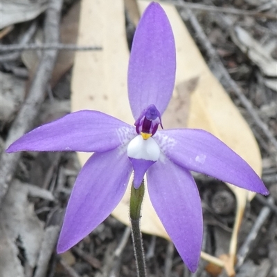 Glossodia major (Wax Lip Orchid) at Ballyroe, NSW - 10 Oct 2018 by TwoRivers