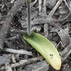 Glossodia major at Ballyroe, NSW - suppressed