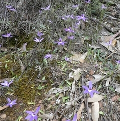 Glossodia major at Ballyroe, NSW - suppressed