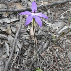 Glossodia major at Ballyroe, NSW - suppressed