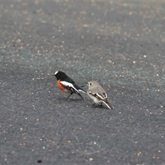 Petroica boodang (Scarlet Robin) at Mongarlowe, NSW - 25 Aug 2025 by LisaH