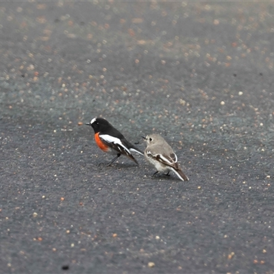 Petroica boodang (Scarlet Robin) at Mongarlowe, NSW - 25 Aug 2025 by LisaH