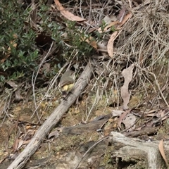 Acanthiza reguloides (Buff-rumped Thornbill) at Mongarlowe, NSW - 25 Aug 2025 by LisaH