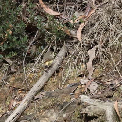 Acanthiza reguloides (Buff-rumped Thornbill) at Mongarlowe, NSW - 25 Aug 2025 by LisaH