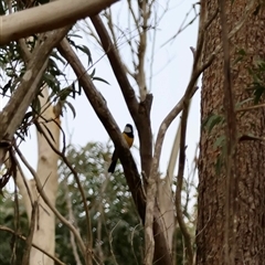 Pachycephala pectoralis (Golden Whistler) at Mongarlowe, NSW - 25 Aug 2025 by LisaH