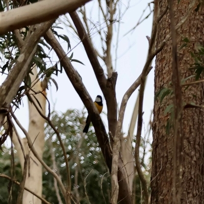 Pachycephala pectoralis (Golden Whistler) at Mongarlowe, NSW - 25 Aug 2025 by LisaH