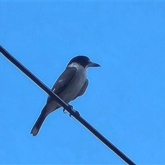 Cracticus torquatus (Grey Butcherbird) at Queanbeyan East, NSW - 25 Aug 2025 by NathanaelC