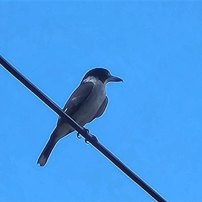 Cracticus torquatus (Grey Butcherbird) at Queanbeyan East, NSW - 25 Aug 2025 by NathanaelC