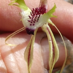Caladenia atrovespa (Green-comb Spider Orchid) at Ballyroe, NSW - 26 Sep 2020 by TwoRivers