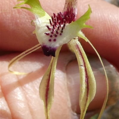 Caladenia atrovespa (Green-comb Spider Orchid) at Ballyroe, NSW - 26 Sep 2020 by TwoRivers