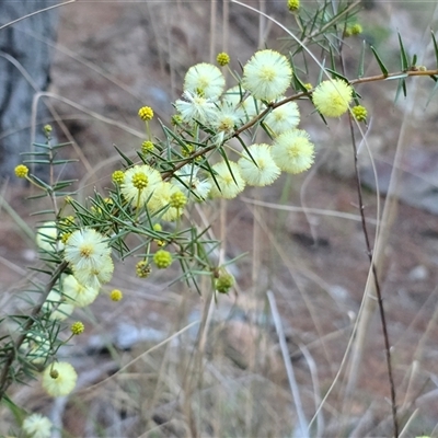 Acacia ulicifolia (Prickly Moses) at Isaacs, ACT - 25 Aug 2025 by Mike