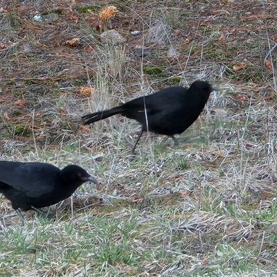 Corcorax melanorhamphos (White-winged Chough) at Isaacs, ACT - 25 Aug 2025 by Mike