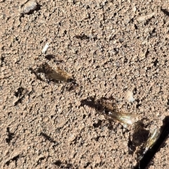 Iridomyrmex sp. (genus) (Ant) at Isaacs, ACT - 25 Aug 2025 by Mike