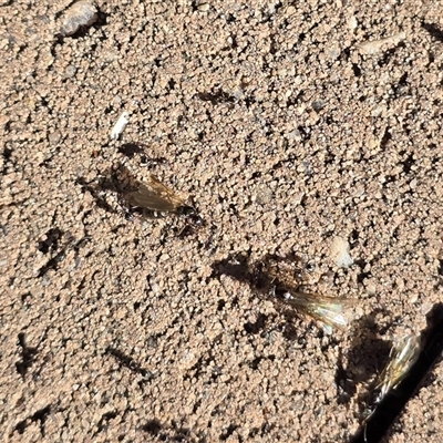 Iridomyrmex sp. (genus) (Ant) at Isaacs, ACT - 25 Aug 2025 by Mike