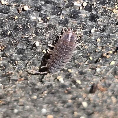 Porcellio scaber (Common slater) at Isaacs, ACT - 25 Aug 2025 by Mike