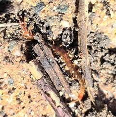 Scolopendromorpha (order) (A centipede) at Isaacs, ACT - 25 Aug 2025 by Mike