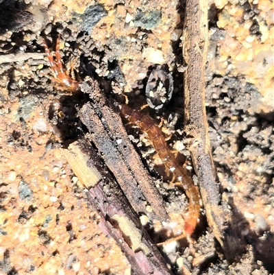 Scolopendromorpha (order) (A centipede) at Isaacs, ACT - 25 Aug 2025 by Mike