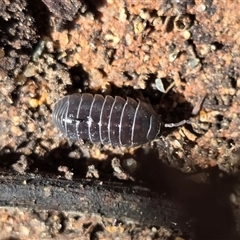 Armadillidium vulgare (Slater bug, woodlouse, pill bug, roley poley) at Isaacs, ACT - 25 Aug 2025 by Mike