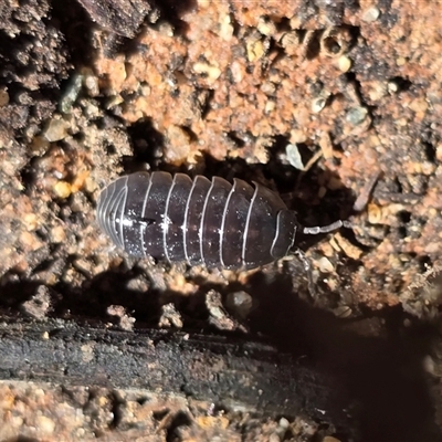 Armadillidium vulgare (Slater bug, woodlouse, pill bug, roley poley) at Isaacs, ACT - 25 Aug 2025 by Mike