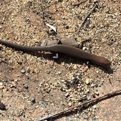 Lampropholis delicata (Delicate Skink) at Isaacs, ACT - 25 Aug 2025 by Mike