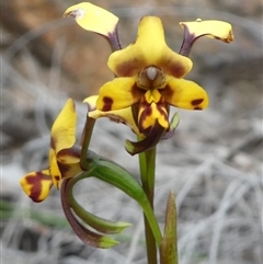 Diuris pardina (Leopard Doubletail) at Ballyroe, NSW - 10 Oct 2018 by TwoRivers