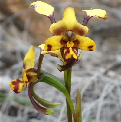 Diuris pardina (Leopard Doubletail) at Ballyroe, NSW - 10 Oct 2018 by TwoRivers