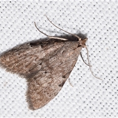 Nola pleurosema (Plain Tuft-moth) at Jerrabomberra, NSW - 25 Aug 2025 by DianneClarke
