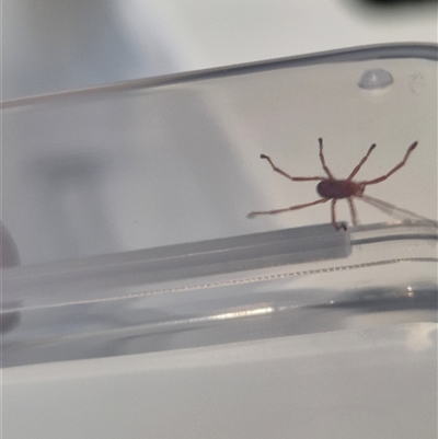 Erythraeidae (family) (Erythraeid mite) at Ringwood East, VIC - 25 Aug 2025 by Mika