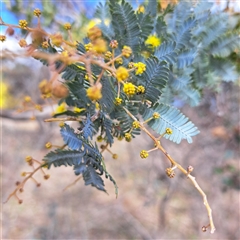 Acacia baileyana (Cootamundra Wattle, Golden Mimosa) at Watson, ACT - 25 Aug 2025 by abread111