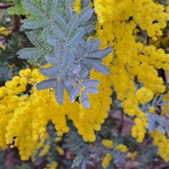 Acacia baileyana (Cootamundra Wattle, Golden Mimosa) at Kenny, ACT - 8 Sep 2025 by abread111