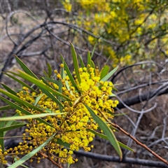 Acacia rubida (Red-stemmed Wattle, Red-leaved Wattle) at Watson, ACT - 25 Aug 2025 by abread111