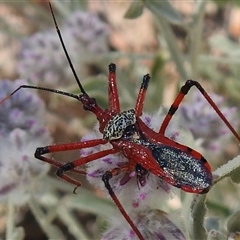 Poecilosphodrus gratiosus at Corfield, QLD - 25 Aug 2025 by HelenCross