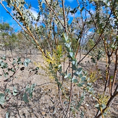 Acacia cultriformis (Knife Leaf Wattle) at Kenny, ACT - 25 Aug 2025 by abread111