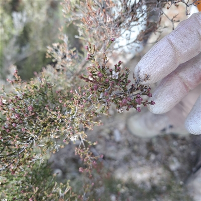 Kunzea parvifolia (Violet Kunzea) at Kenny, ACT - 25 Aug 2025 by abread111
