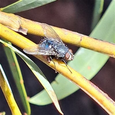 Calliphora vicina (European bluebottle) at Watson, ACT - 23 Aug 2025 by abread111