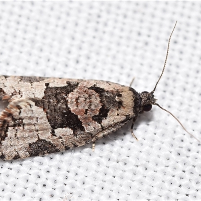Sciaphila debiliana (A Tortricid moth) at Jerrabomberra, NSW - 25 Aug 2025 by DianneClarke