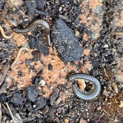 Ommatoiulus moreleti (Portuguese Millipede) at Isaacs, ACT - 25 Aug 2025 by Mike