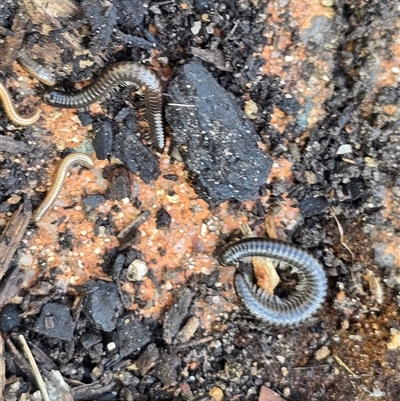 Ommatoiulus moreleti (Portuguese Millipede) at Isaacs, ACT - 25 Aug 2025 by Mike