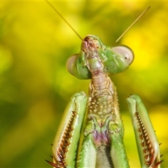 Archimantis latistyla at Yarralumla, ACT - 25 Aug 2025 by Harrisi