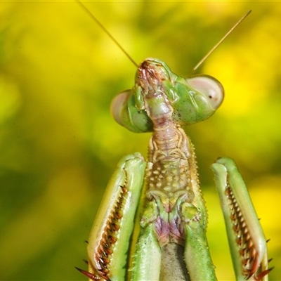 Archimantis latistyla at Yarralumla, ACT - 25 Aug 2025 by Harrisi