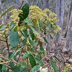 Pomaderris intermedia (Golden Pomaderris) at Yarralumla, ACT - 24 Aug 2025 by Jennybach