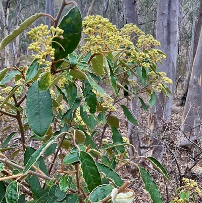 Pomaderris intermedia (Golden Pomaderris) at Yarralumla, ACT - 24 Aug 2025 by Jennybach