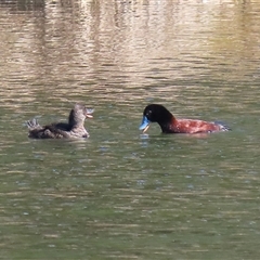 Oxyura australis (Blue-billed Duck) at Isabella Plains, ACT - 25 Aug 2025 by RodDeb