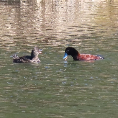Oxyura australis (Blue-billed Duck) at Isabella Plains, ACT - 25 Aug 2025 by RodDeb